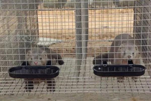 水貂养殖新技术,水貂养殖的市场前景