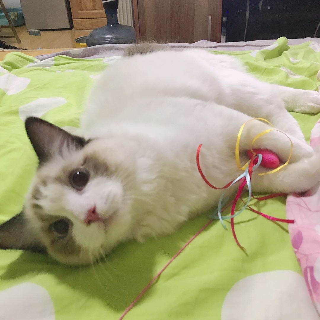 后院猫是什么,后院布偶猫什么意思