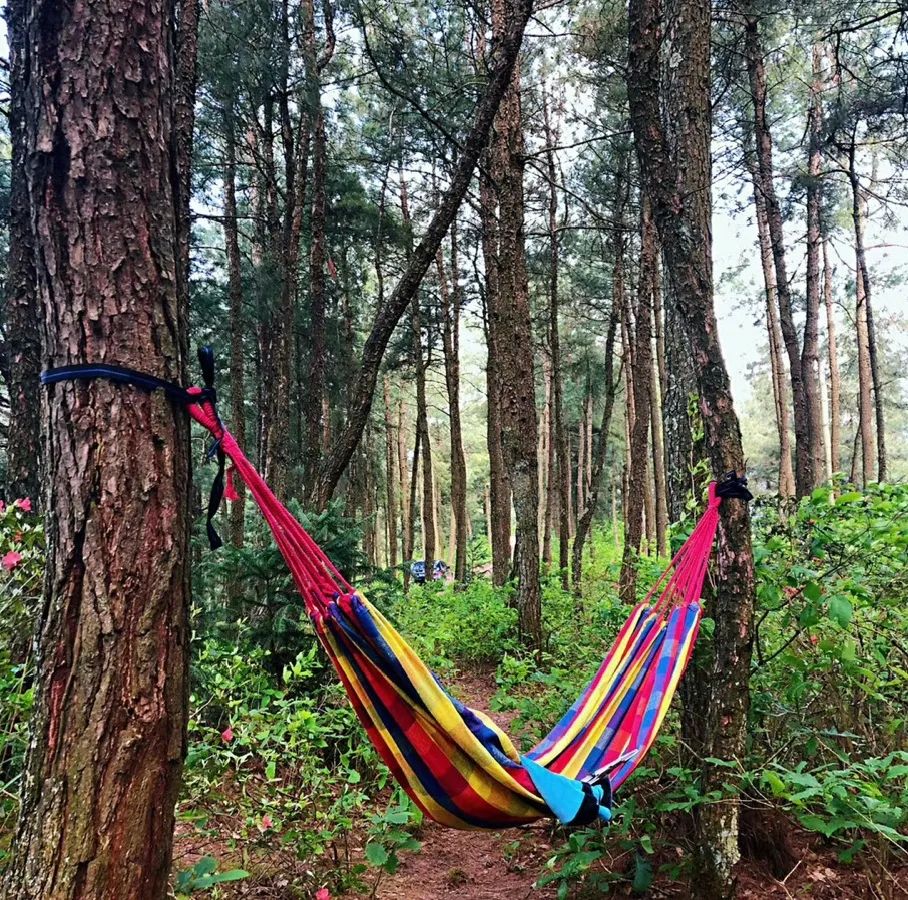 春日自然教育,春日茶语正能量