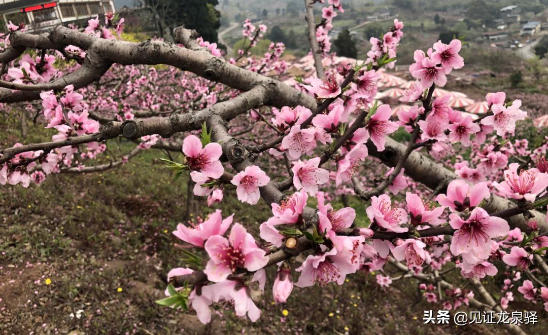 美成仙境,美成了仙境