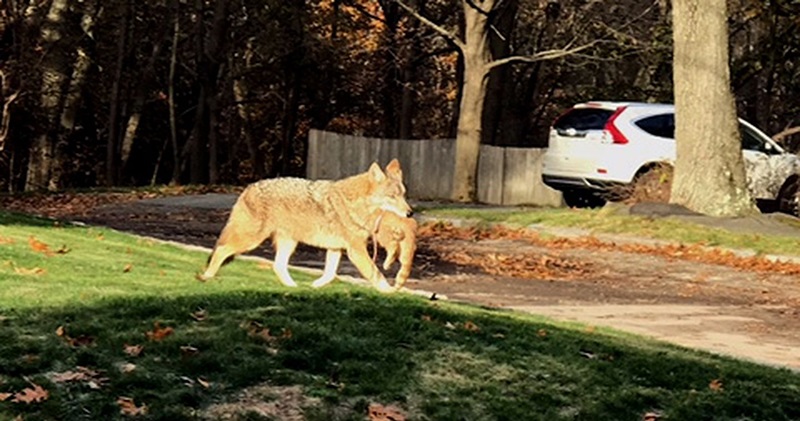 美洲黑熊和浣熊谁更厉害,郊狼和浣熊的区别