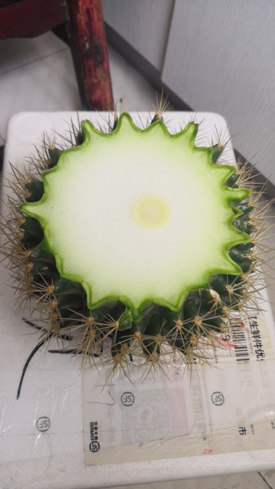 金虎长歪怎么办,金虎多少年可以长到25公分