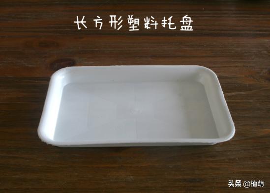 白牡丹叶插苗有多好养,白牡丹徒长修剪