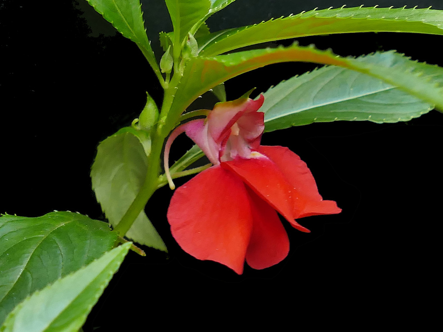 六月，梦一场荼蘼花事