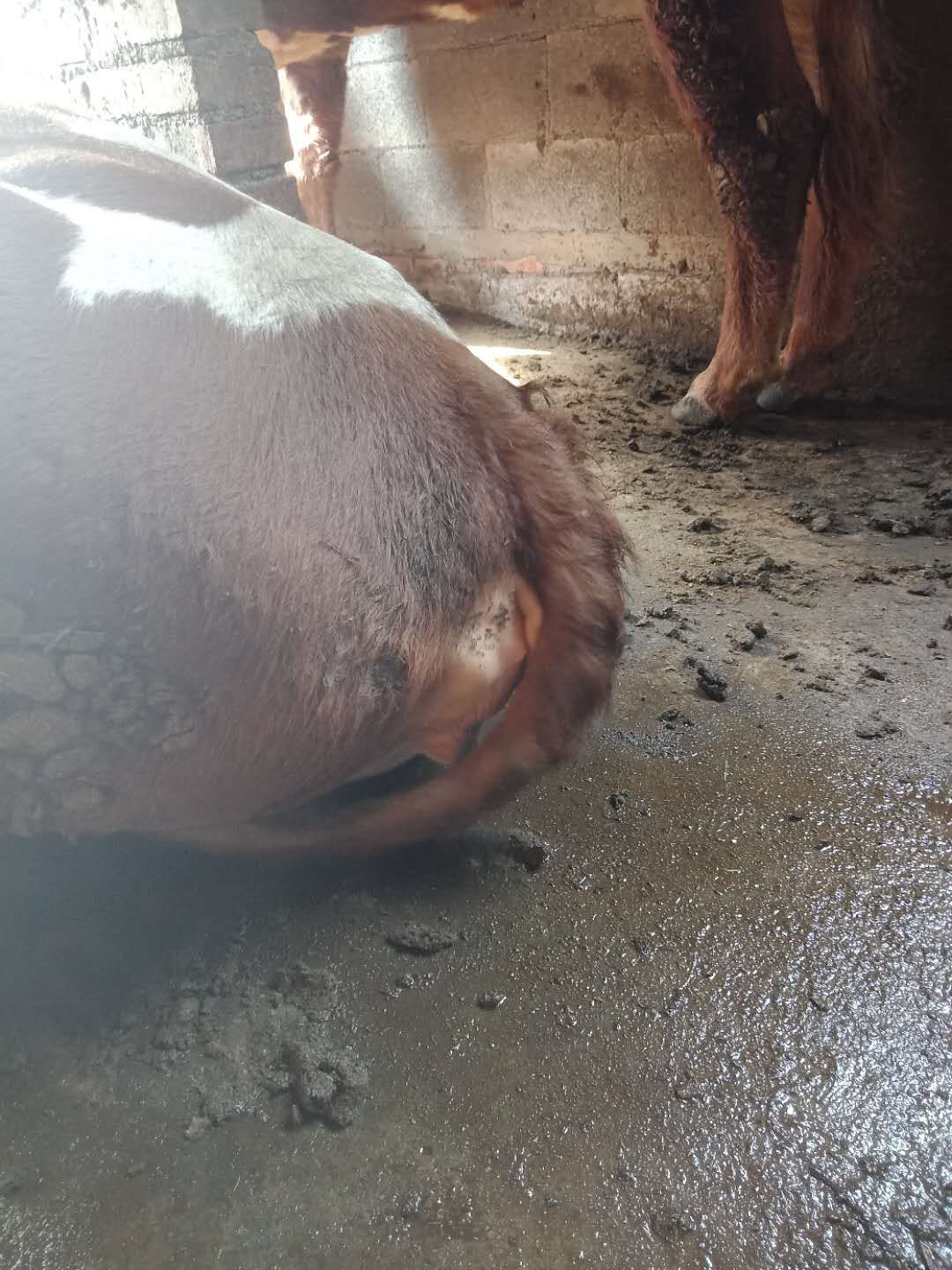 牛怀孕脱肛怎么治疗,牛脱肛的原因和治疗方法