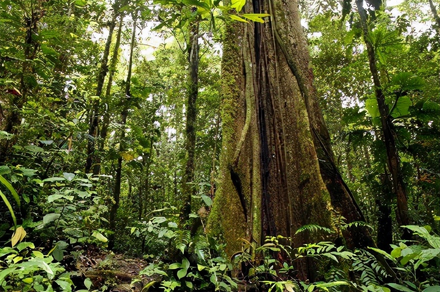 世界最奢华的柚木家具,全球十大顶级奢侈家具品牌大揭秘