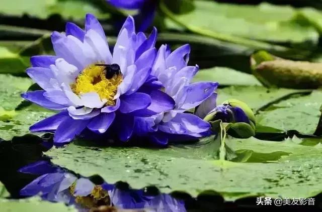 江南可采莲莲叶何田田全诗讲解,有关莲的古诗词大全