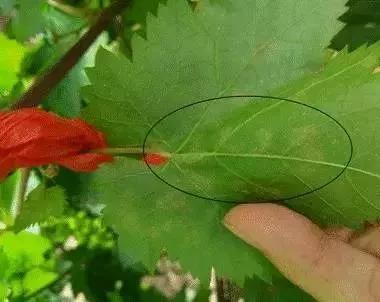 葡萄红蜘蛛病害图片,葡萄病害常用杀菌剂