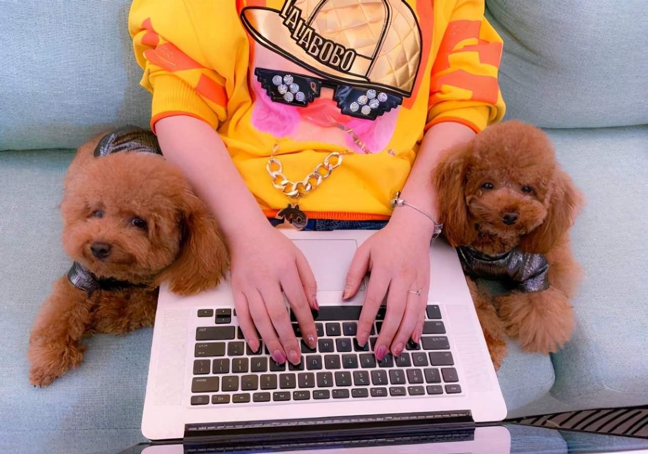 这5种狗狗爱咬人力气非常大,这几种狗狗一生只认一个主人