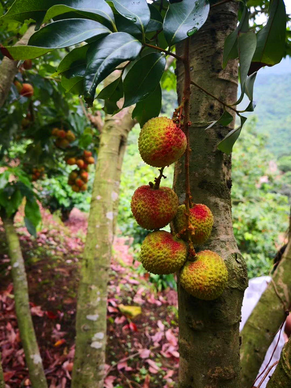海南澄迈县荔枝妃子笑,海南妃子笑荔枝现摘现发核小汁甜