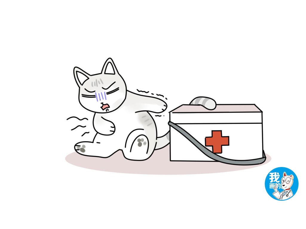 辟谣猫咪的六个谣言,猫咪得皮肤病的症状及治疗的方法