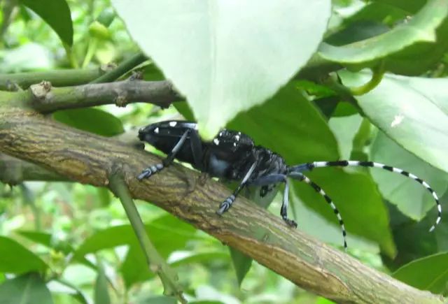 柑橘12月有什么病害虫害,柑橘全年病害虫害最新防治方法