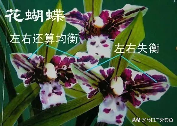 蝴蝶兰花是名贵的吗,中国兰花的鉴赏标准