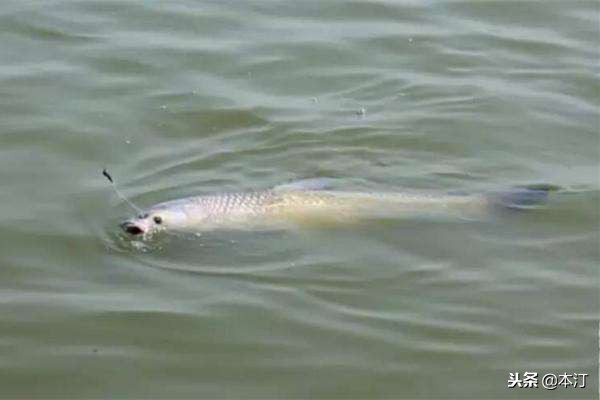 台钓详细解析,台钓一秒看懂