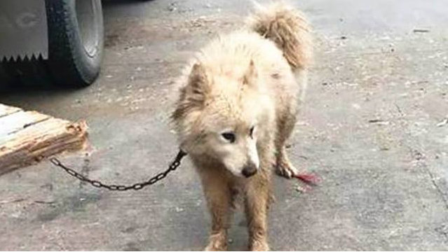 6000块买的萨摩耶捡瓶子原视频,萨摩耶400元被卖