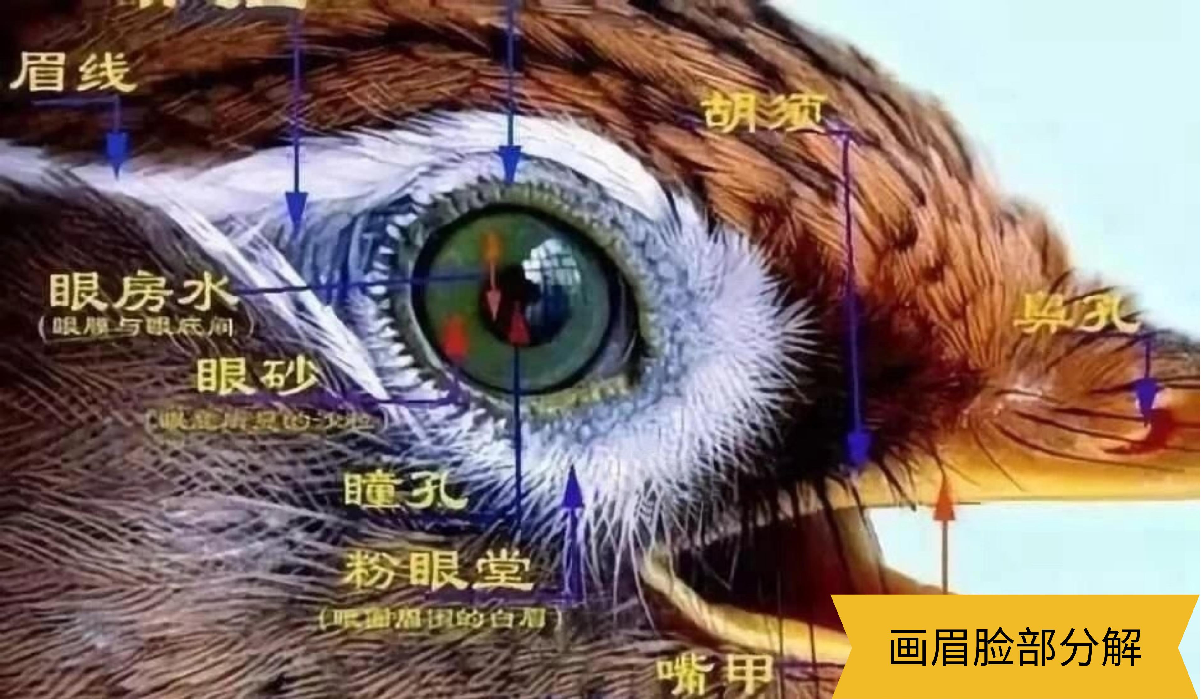 画眉不叫用什么饲料好,画眉科普知识