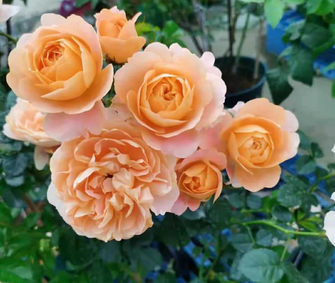 语文教案设计及教案评价,教师资格教学设计语文万能教案