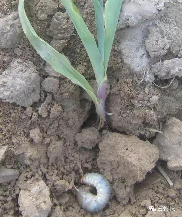 夏播玉米虫害图片大全,玉米虫害图谱高清大图