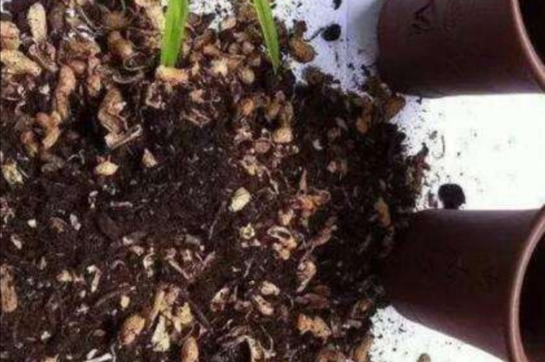 花卉营养土养花专用,最简单的自制养花土壤方法