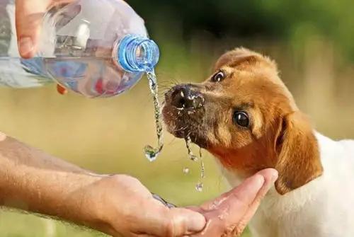 狗狗的尿液是黄色的是怎么回事,狗狗尿液黄舌头白不进食没精神