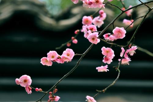 美得让人窒息的诗词,美得让人窒息的唐诗宋词