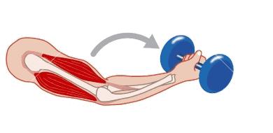 想要跑得快要练哪块肌肉,如何跑得更快基础训练