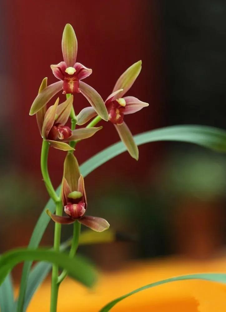 兰花高洁的古诗,高洁典雅的兰花壁纸