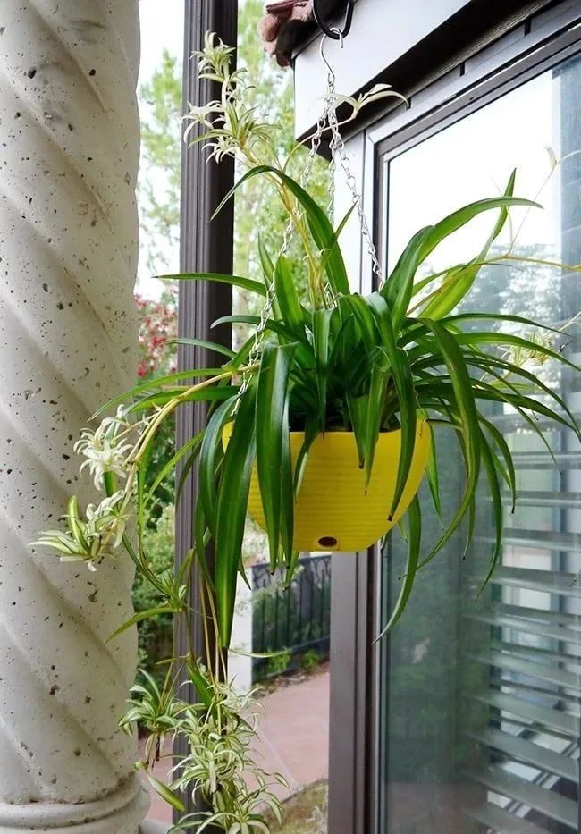 吊兰黄叶原因及补救方法,吊兰叶子发黄怎么处理视频