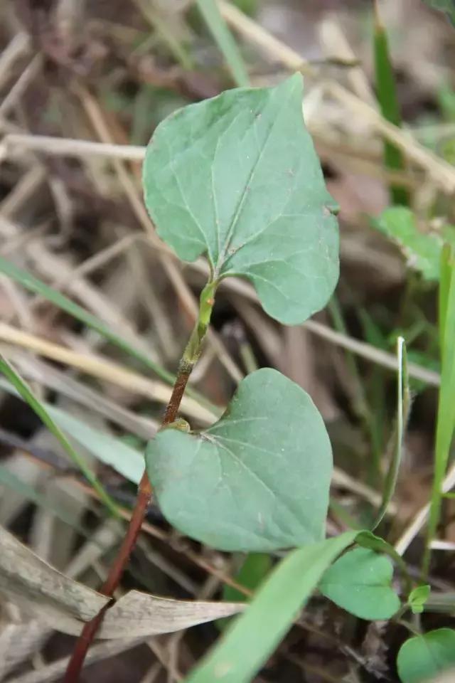 贵阳不光是辣味的，还有一种味道叫折耳根！