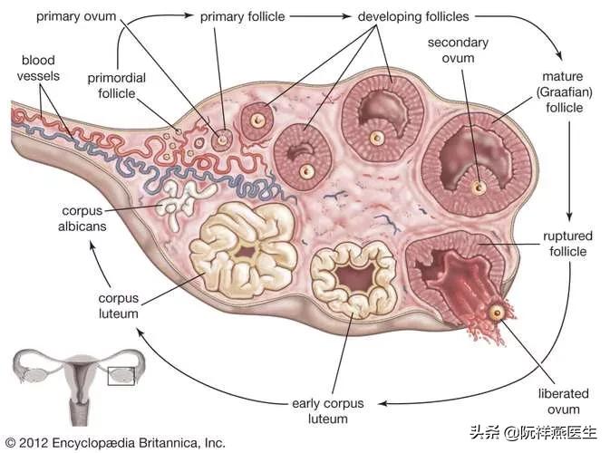 卵巢为什么会早衰,卵巢早衰也会导致闭经吗