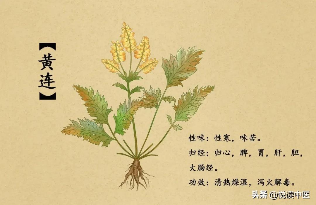 李东垣治疗胃火牙痛,李东垣治头痛药方