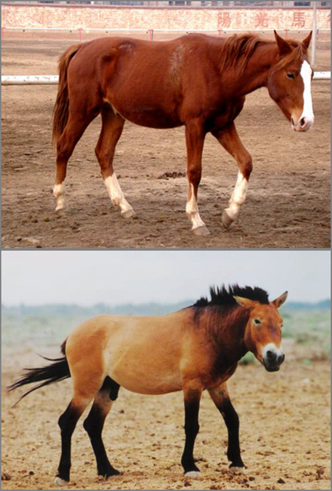 中国体型高大的马种在哪里,世界现存的唯一野生马种