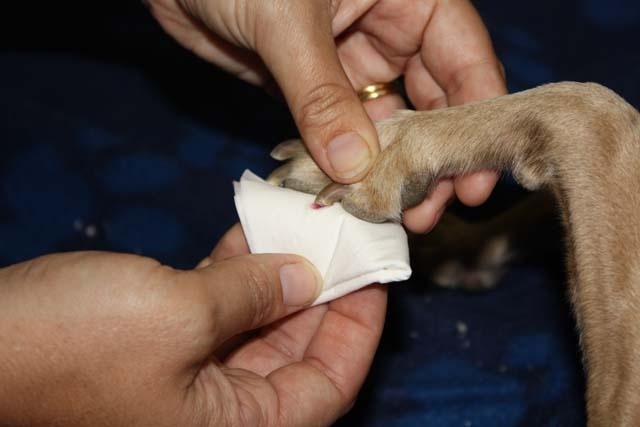 给狗子指甲剪太短了,能不能给狗狗剪指甲啊