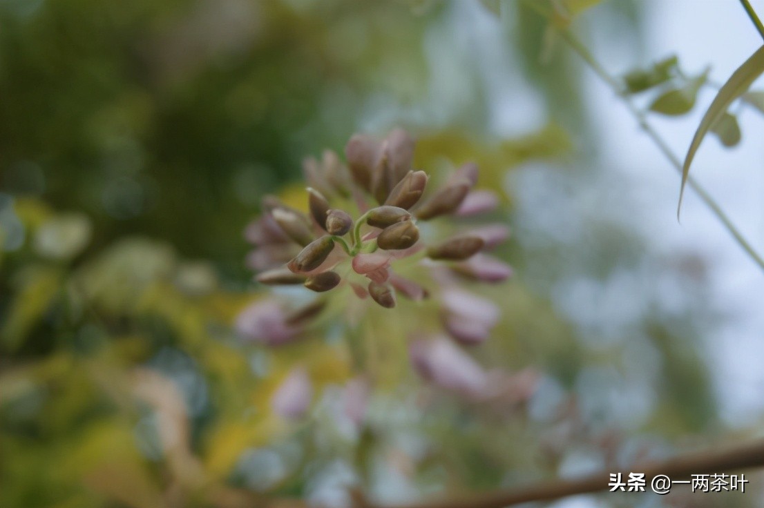 鲁西南方言杂谈-添箱