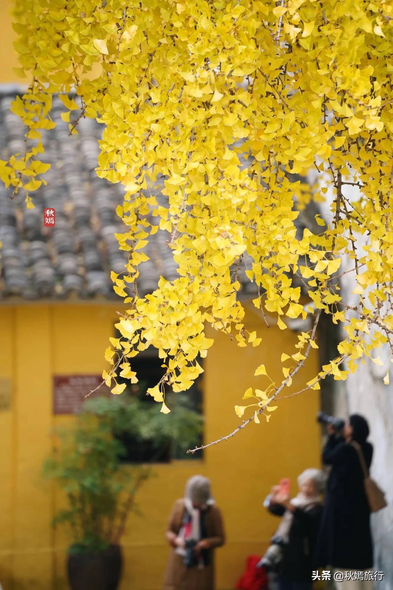 相城区北桥镇千年银杏树,苏州相城银杏打卡