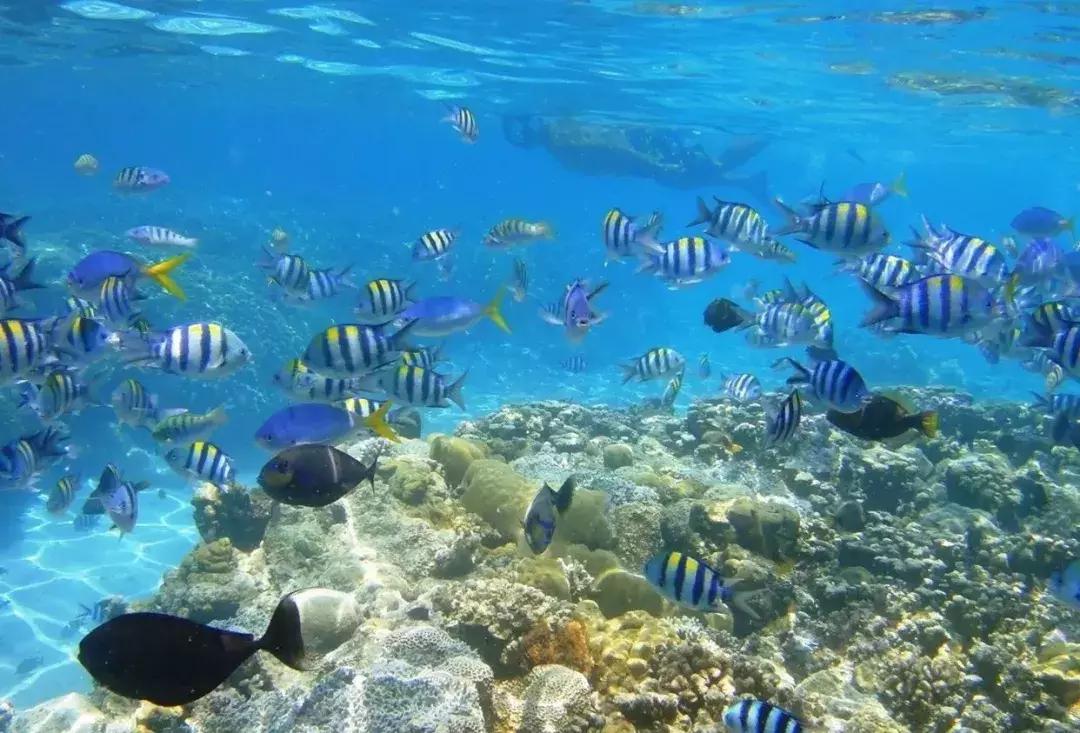 免签亲子旅行地,春节带小孩最适合去的免签国家