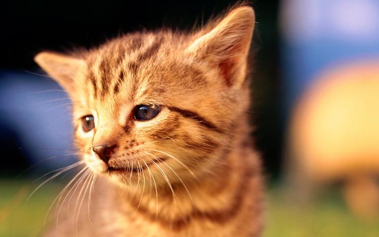 猫咪换粮拉稀喂什么益生菌,猫咪拉稀食欲不振能喂羊奶粉吗