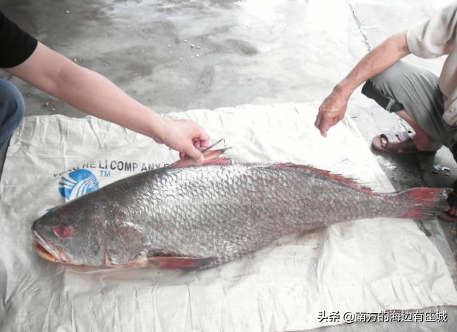 鱼胶是怎么形成的,如何泡鱼胶最好方法