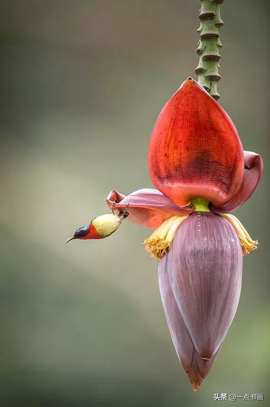 芭蕉叶画法教程,国画芭蕉画法视频
