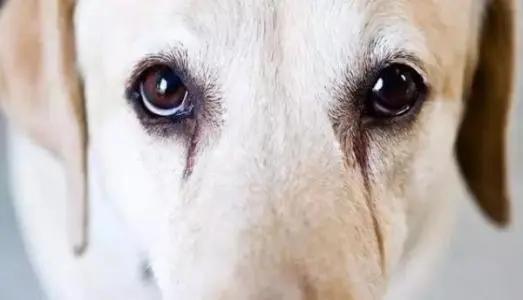 猫咪有泪痕是不是吃咸的了,狗狗吃咸的有泪痕