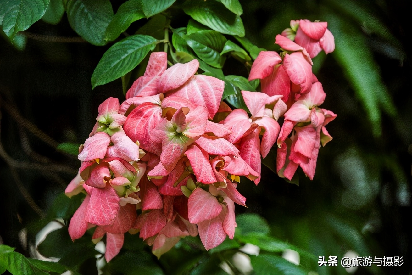 仰光充满现代感和历史感的城市,缅甸仰光佛塔之国