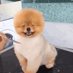 把狗毛都剃了狗会生气吗,把狗毛全部剃完跳蚤就没吗