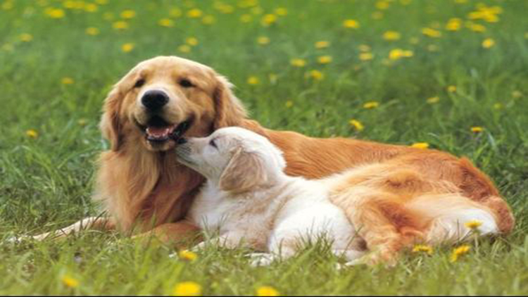 拥有这5个特征的狗狗很难养熟,拥有一只金毛犬是怎样的体验