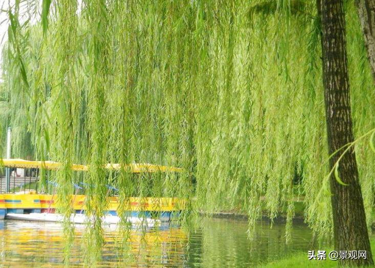 冬季常绿的植物图片,观干植物有哪些