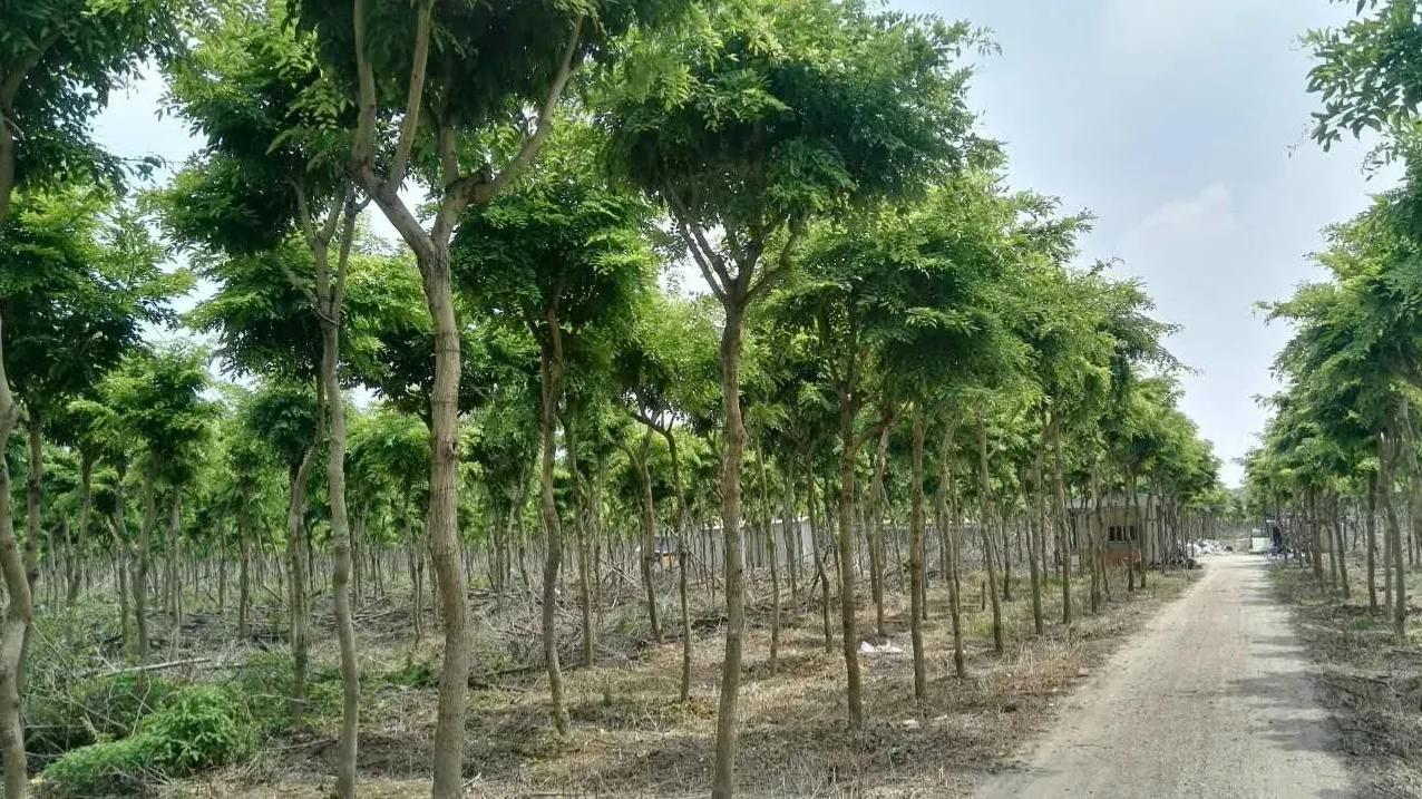 网上的黄花梨为什么那么便宜,为什么黄花梨现在这么便宜