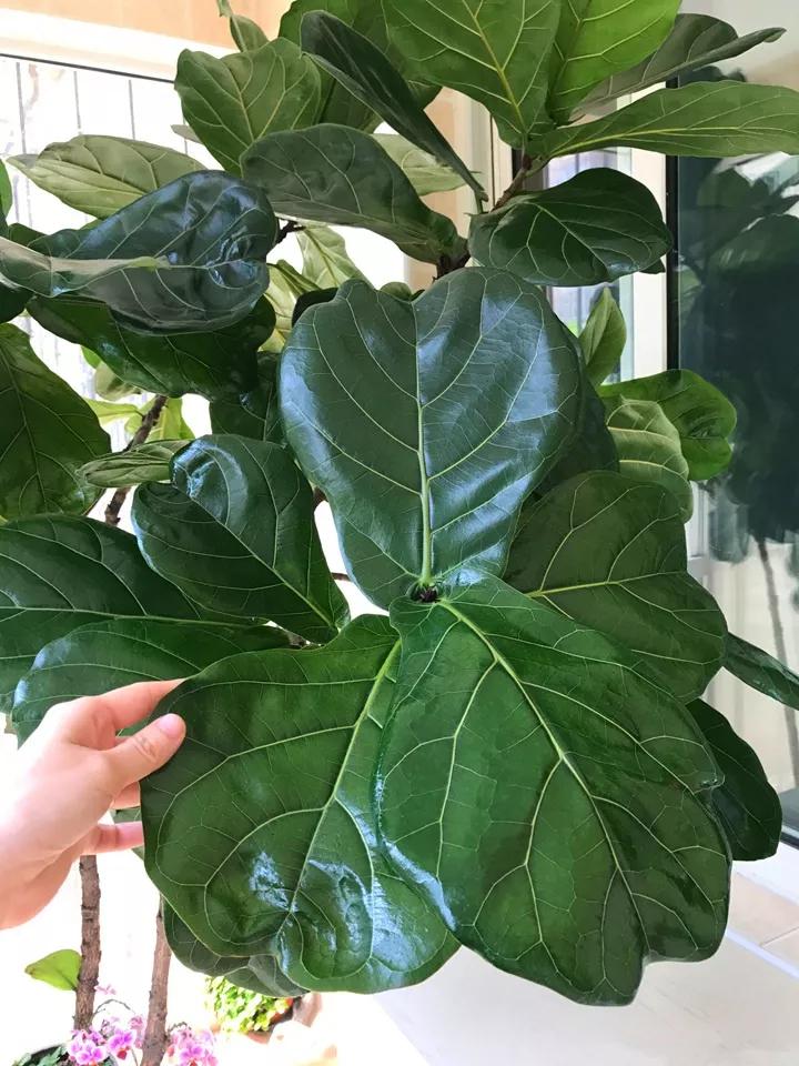 在叶子上的蓝色营养液,在植物的叶子上喷水有用吗