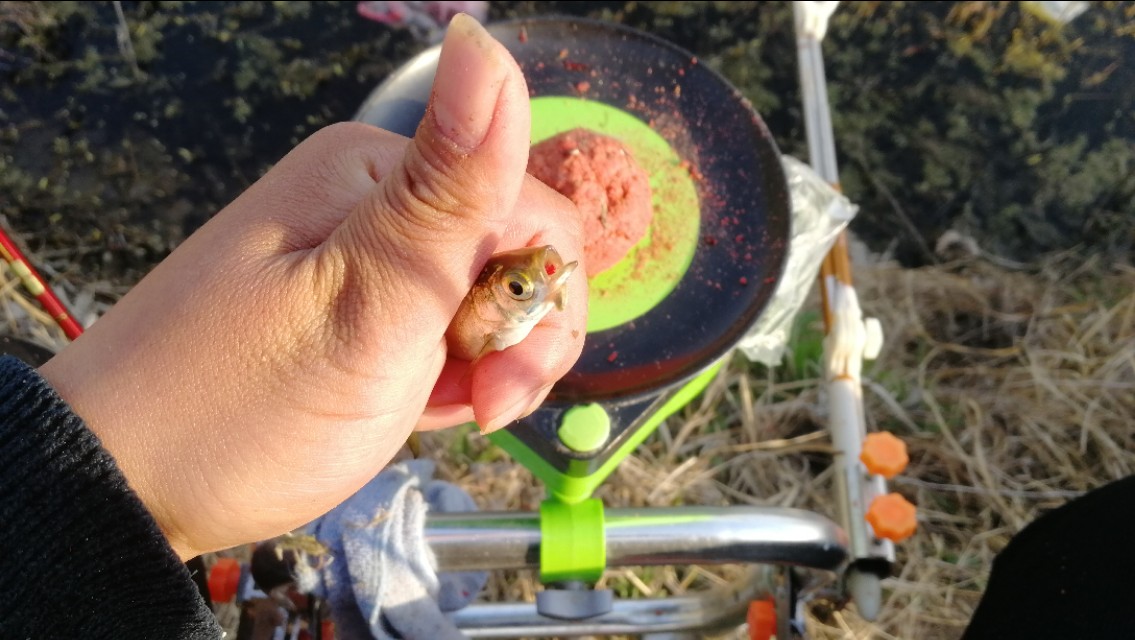 钓鱼遇小鱼闹窝怎么办,钓鱼遇小鱼闹窝用什么饵料最好