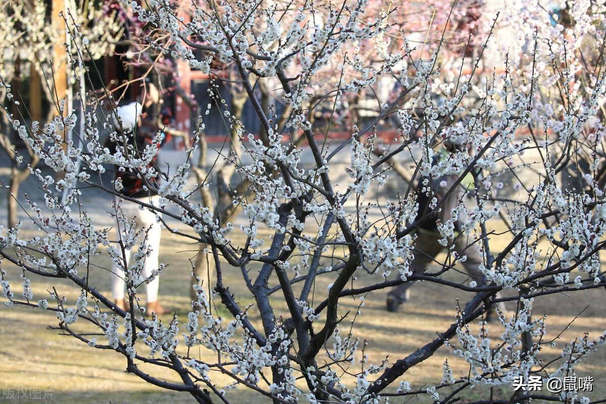 列子原文及译文朗读,列子杨朱篇译文