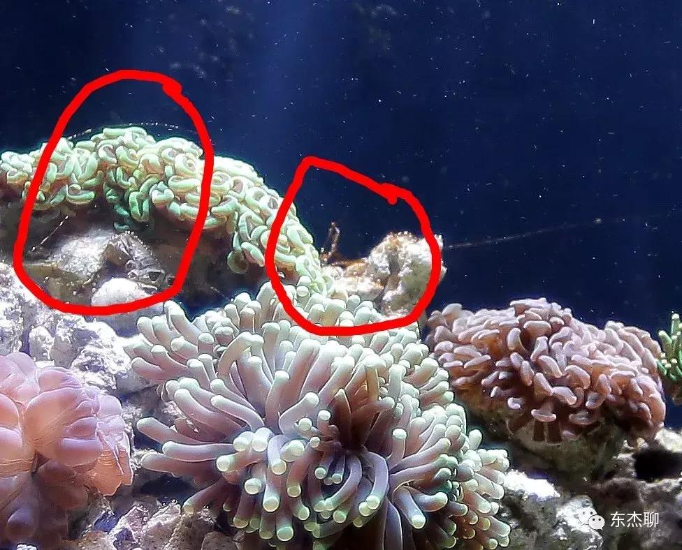 海水鱼缸藻类爆发怎么治,海水鱼缸的菌怎么处理