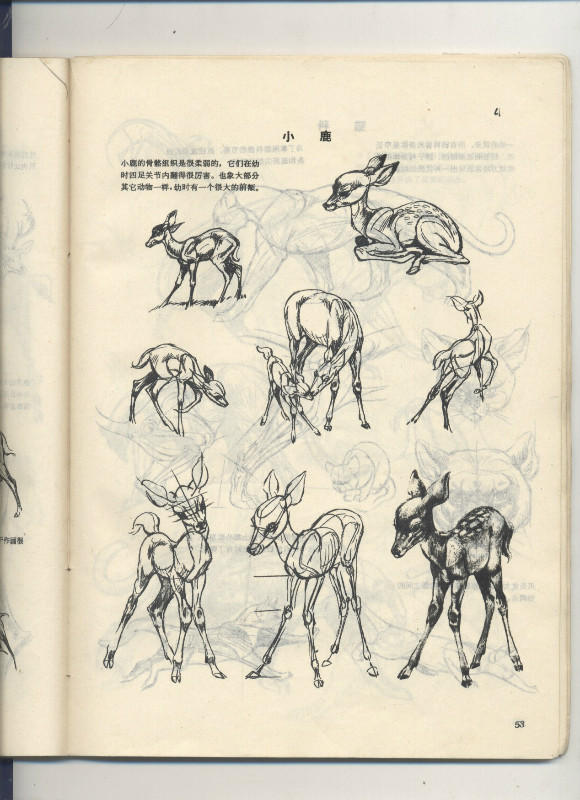 一百幅动物素描,近百幅动物画